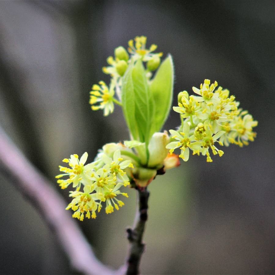 Taken Apr 23, 2019 by Díaz Mondría Gonzalo (cc-by-sa)