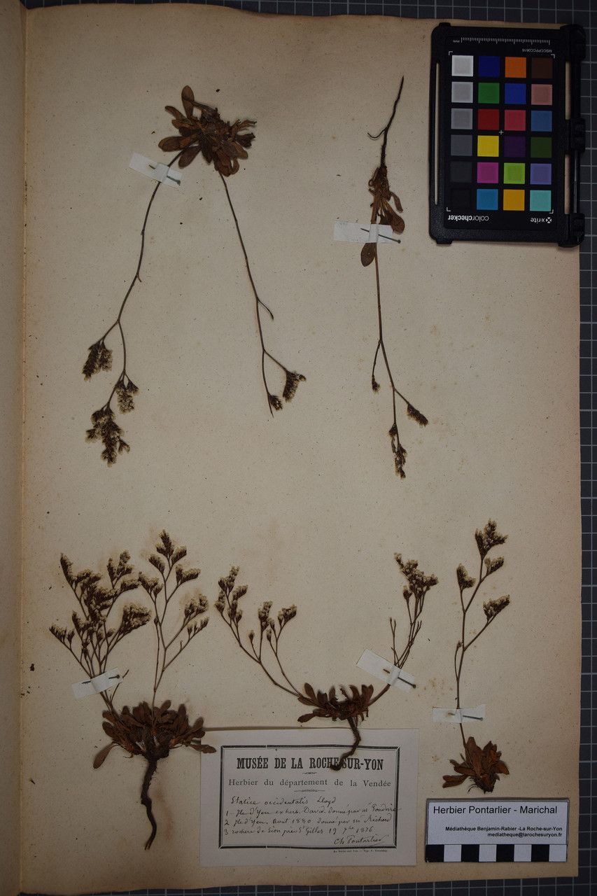 Taken Sep 18, 1876 by Tela Botanica − Herbier PONTARLIER-MARICHAL (cc-by-sa)