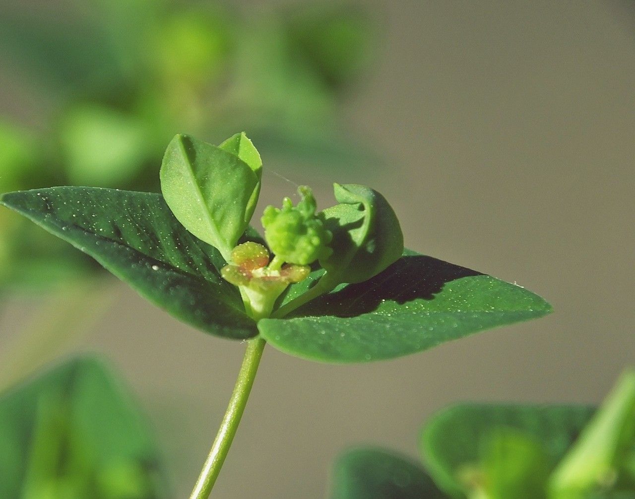 Taken Apr 16, 2014 by Tela Botanica − Jacques MARÉCHAL (cc-by-sa)