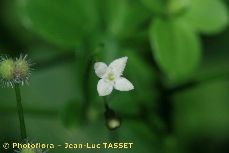 Taken Jul 15, 2010 by Photoflora - Jean-Luc TASSET (©)