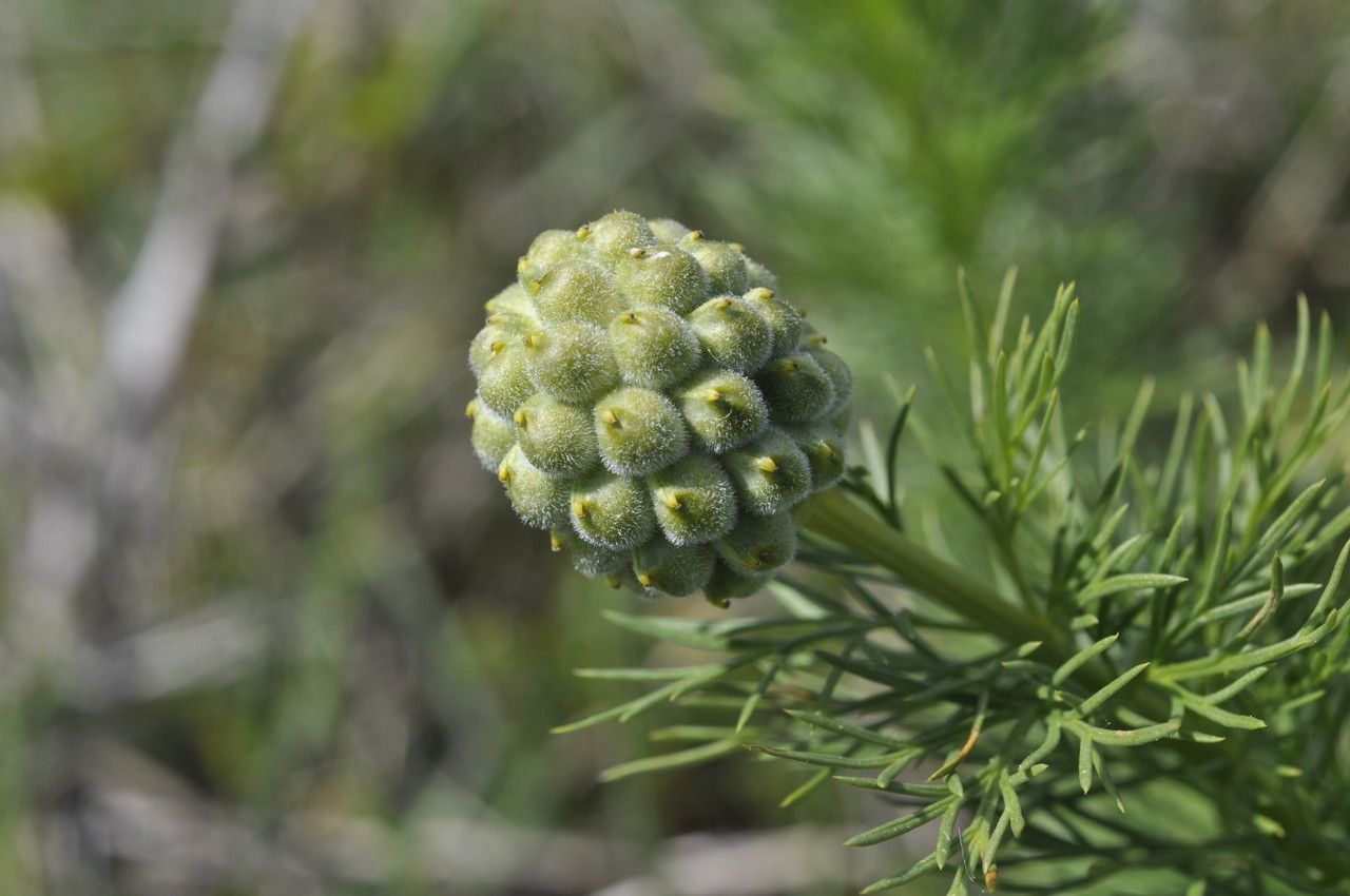 Taken Jun 18, 2014 by Tela Botanica − Pierre-Yves de Boissieu (cc-by-sa)