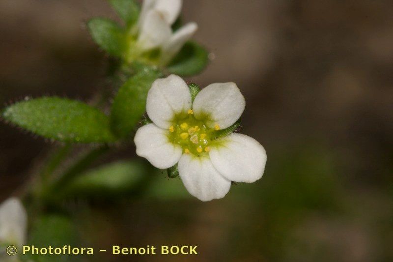 Taken Jul 15, 2008 by Photoflora - Benoit BOCK (©)