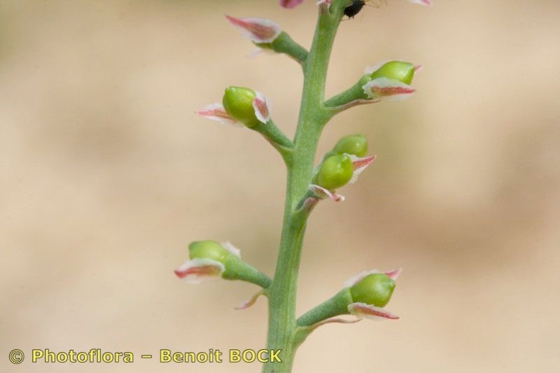 Taken Apr 15, 2009 by Photoflora - Benoit BOCK (©)