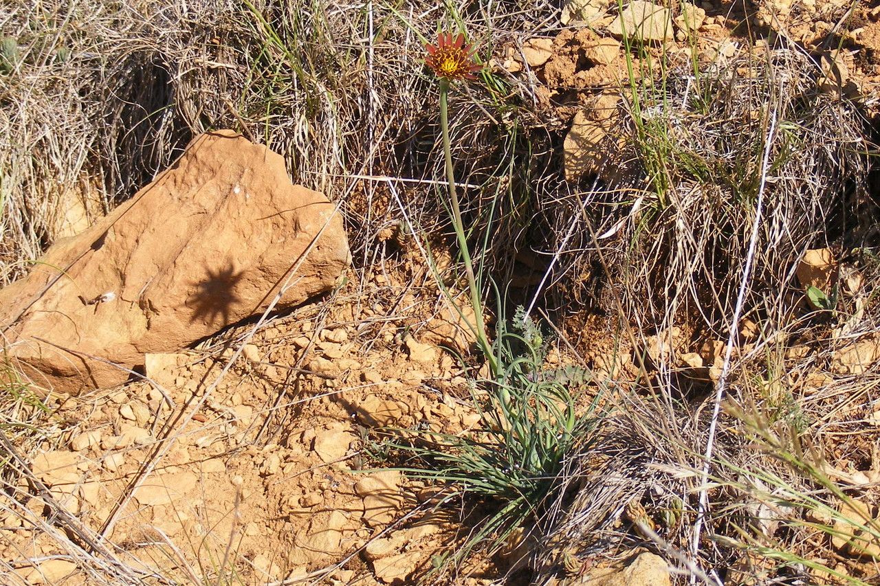 Taken May 24, 2011 by Tela Botanica − Jean-Claude CALAIS (cc-by-sa)