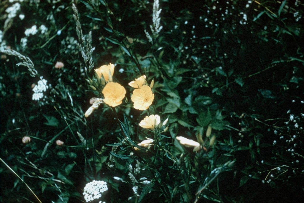 Taken Jan 1, 1900 by EOL − WVU Herbarium (cc-by-nc-sa)