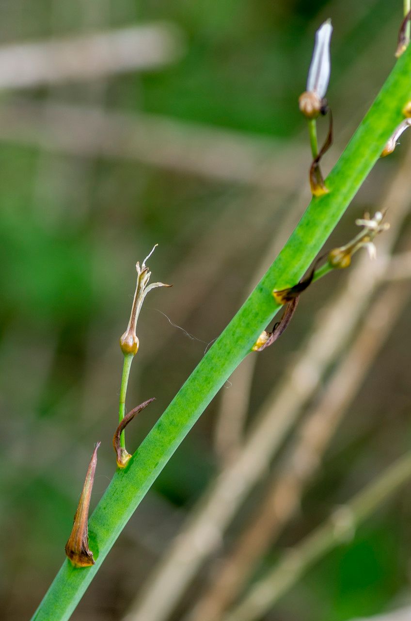 Taken May 2, 2014 by Tela Botanica − Jean-Jacques HOUDRÉ (cc-by-sa)