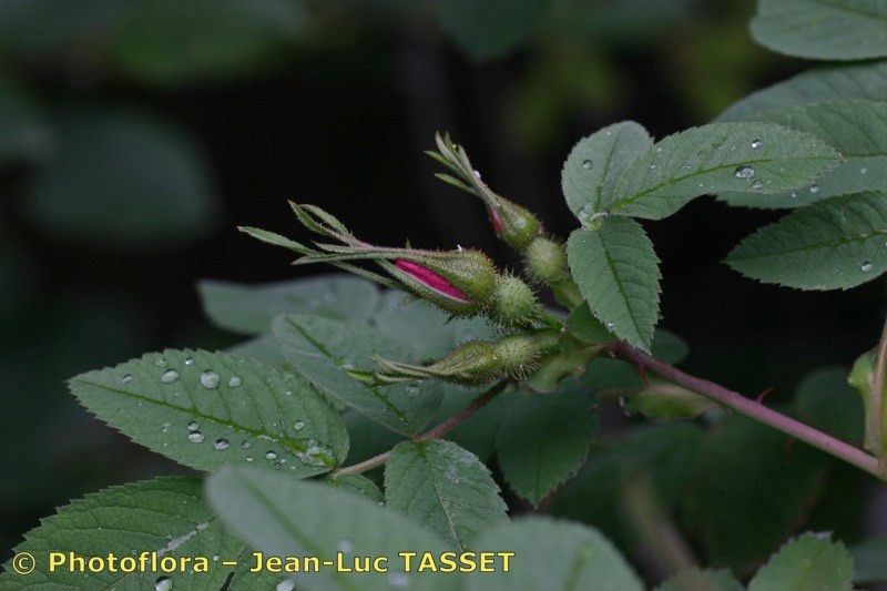 Taken Jul 15, 2005 by Photoflora - Jean-Luc TASSET (©)