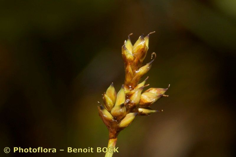 Taken Aug 15, 2014 by Photoflora - Benoit BOCK (©)