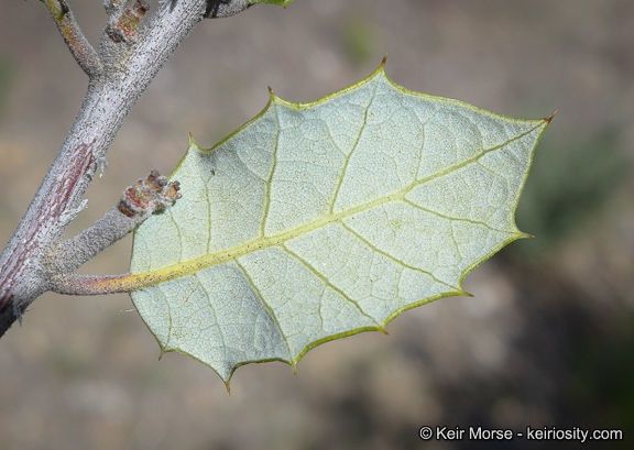 Quercus Palmeri Engelm Palmer Oak World Flora Plntnet Identify