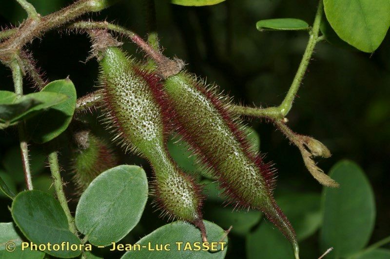 Taken Aug 15, 2007 by Photoflora - Jean-Luc TASSET (©)