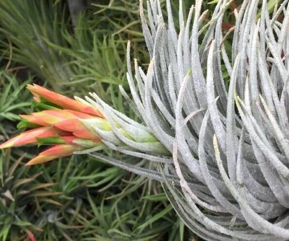 Observation: Tillandsia boqueronensis Ehlers (KP Laer 22 Jun 2022) World  flora - Pl@ntNet identify