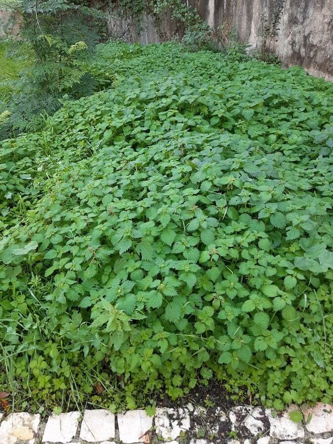 Burning nettle