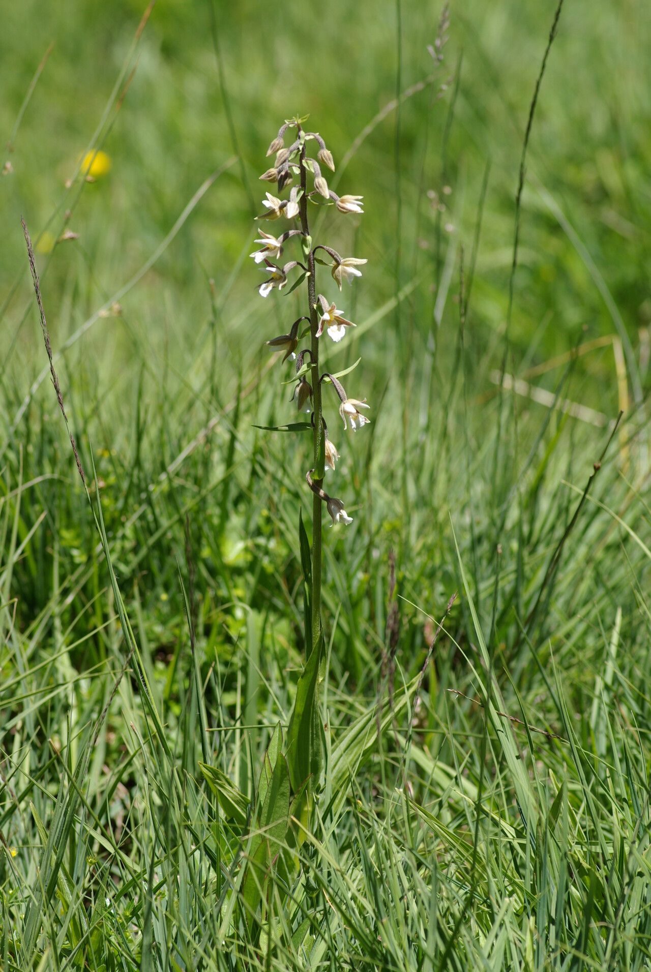 Marsh orchid
