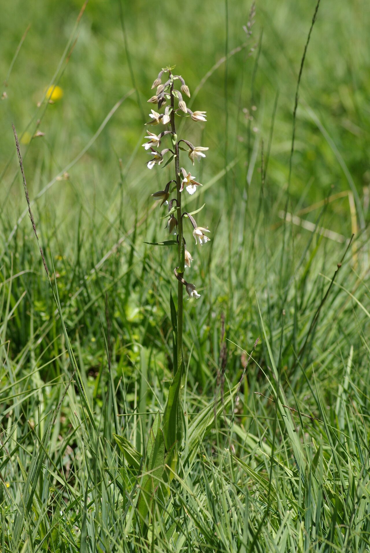 Marsh Orchid: Identification, Care & Habitat