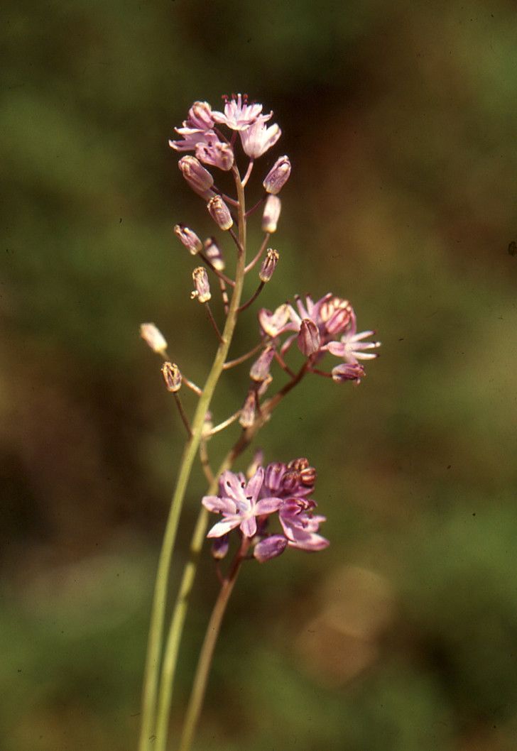 Taken Oct 8, 2002 by Tela Botanica − Liliane Roubaudi (cc-by-sa)