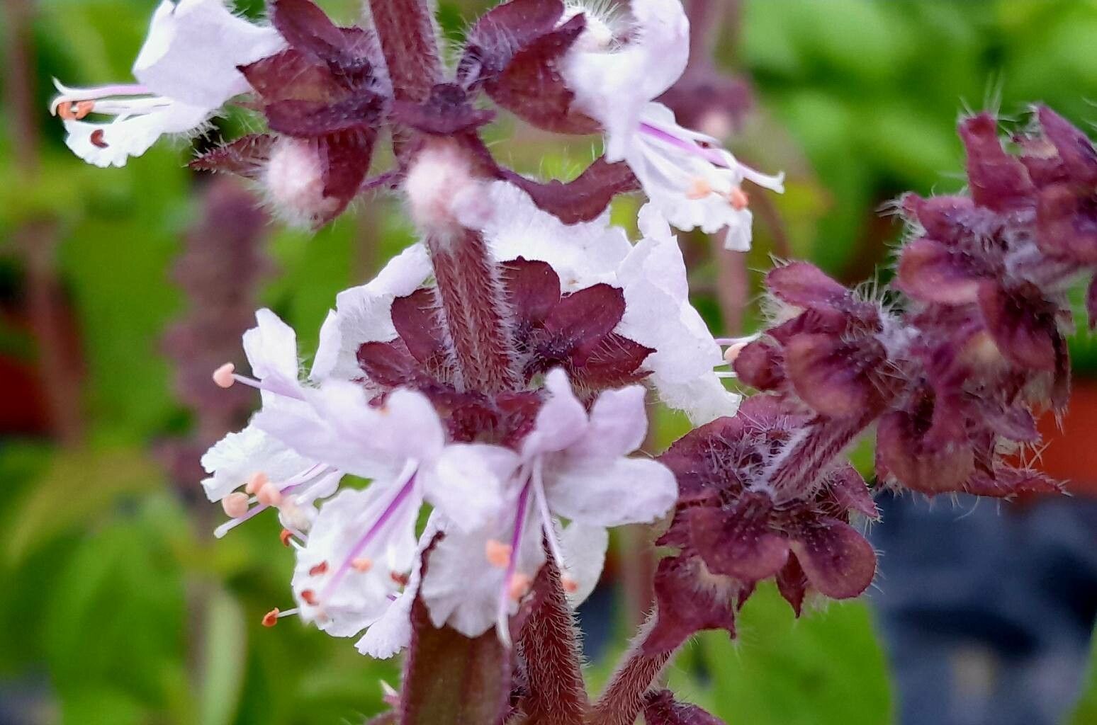 Ocimum kilimandscharicum G rke Hoary basil World flora Pl