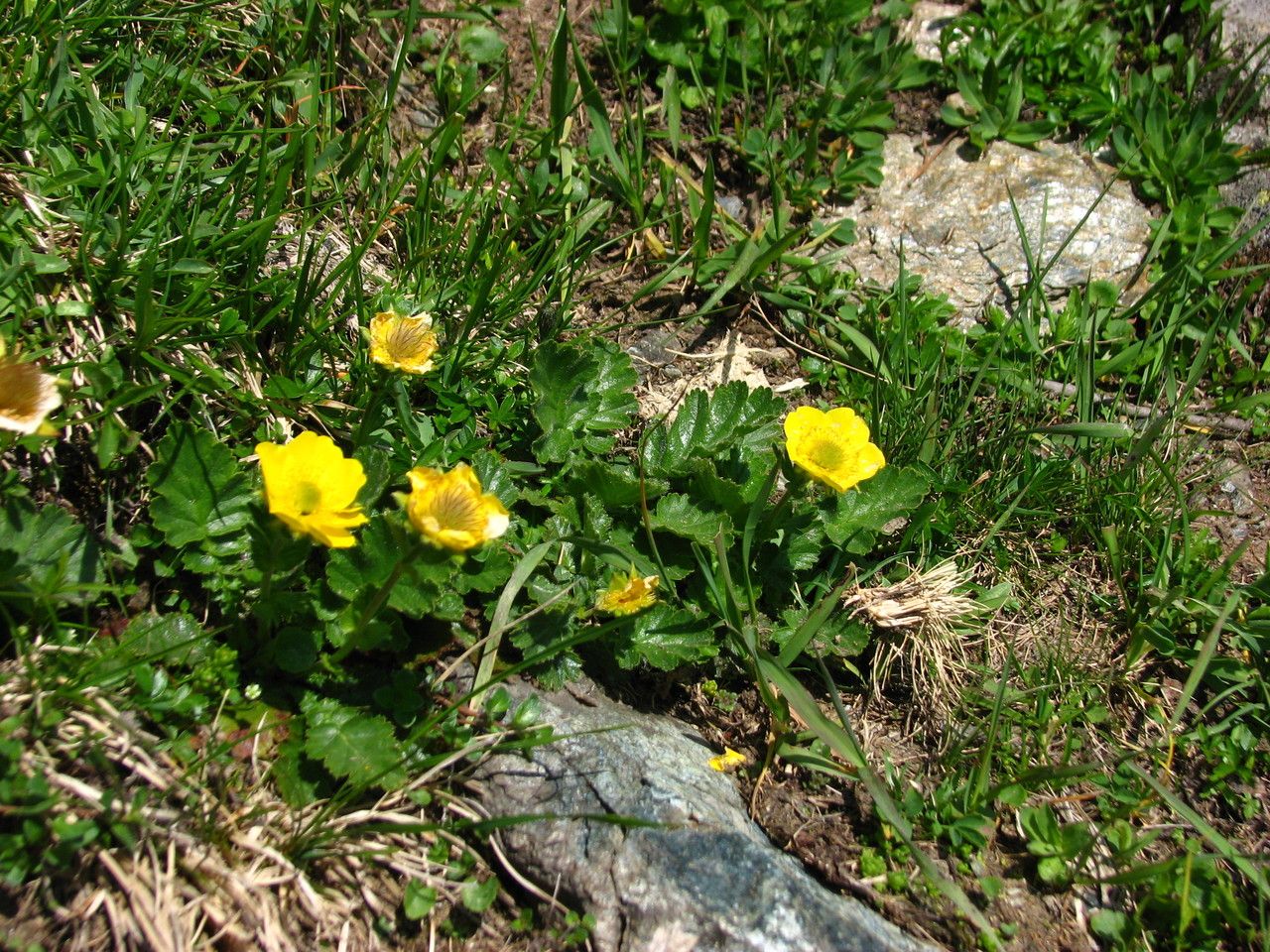 Alpine avens