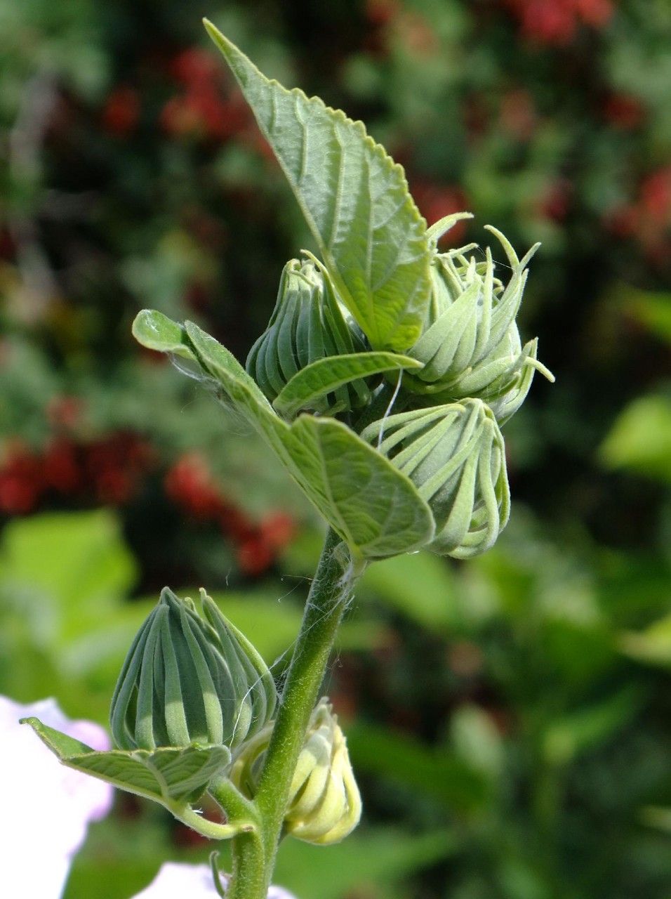 Plant Image 1