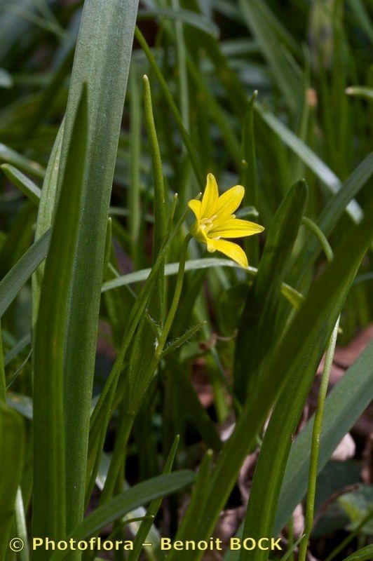 Taken Apr 15, 2012 by Photoflora - Benoit BOCK (©)