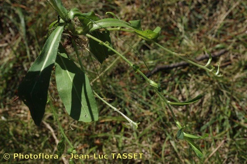 Taken Jul 15, 2017 by Photoflora - Jean-Luc TASSET (©)