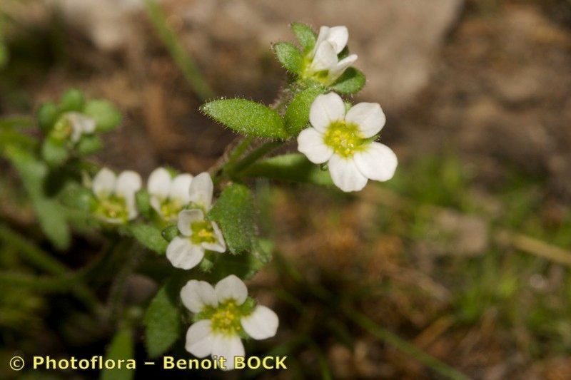 Taken Jul 15, 2008 by Photoflora - Benoit BOCK (©)