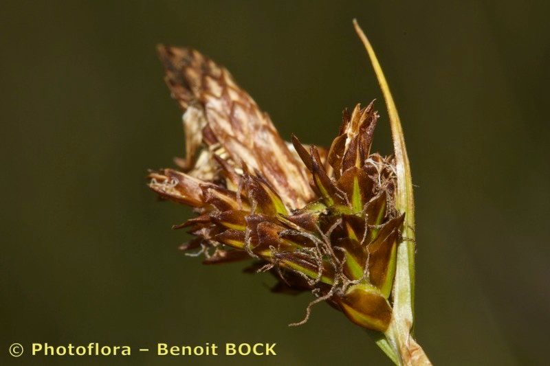 Taken Jul 15, 2014 by Photoflora - Benoit BOCK (©)