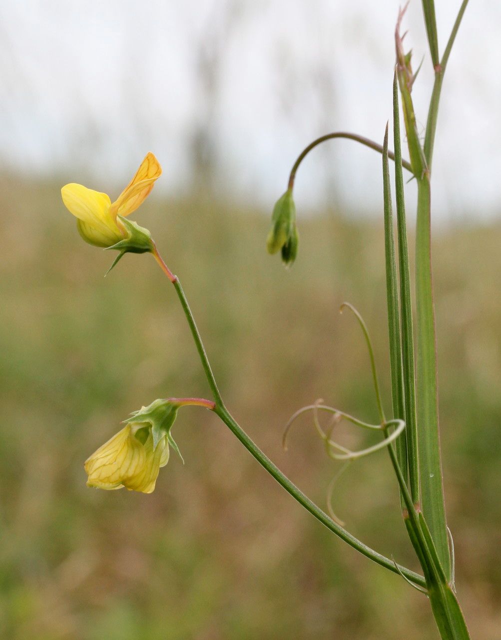 Taken May 30, 2014 by Tela Botanica − Marie PORTAS (cc-by-sa)