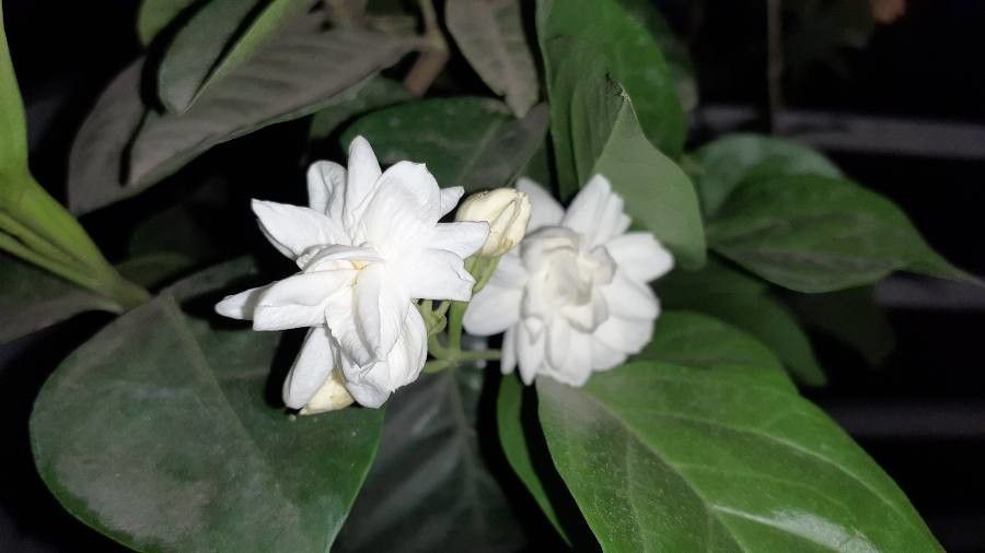 Observation: Jasminum sambac (L.) Aiton (Ahmed Madhurjo Haque Apr 16, 2021)  World flora - Pl@ntNet identify