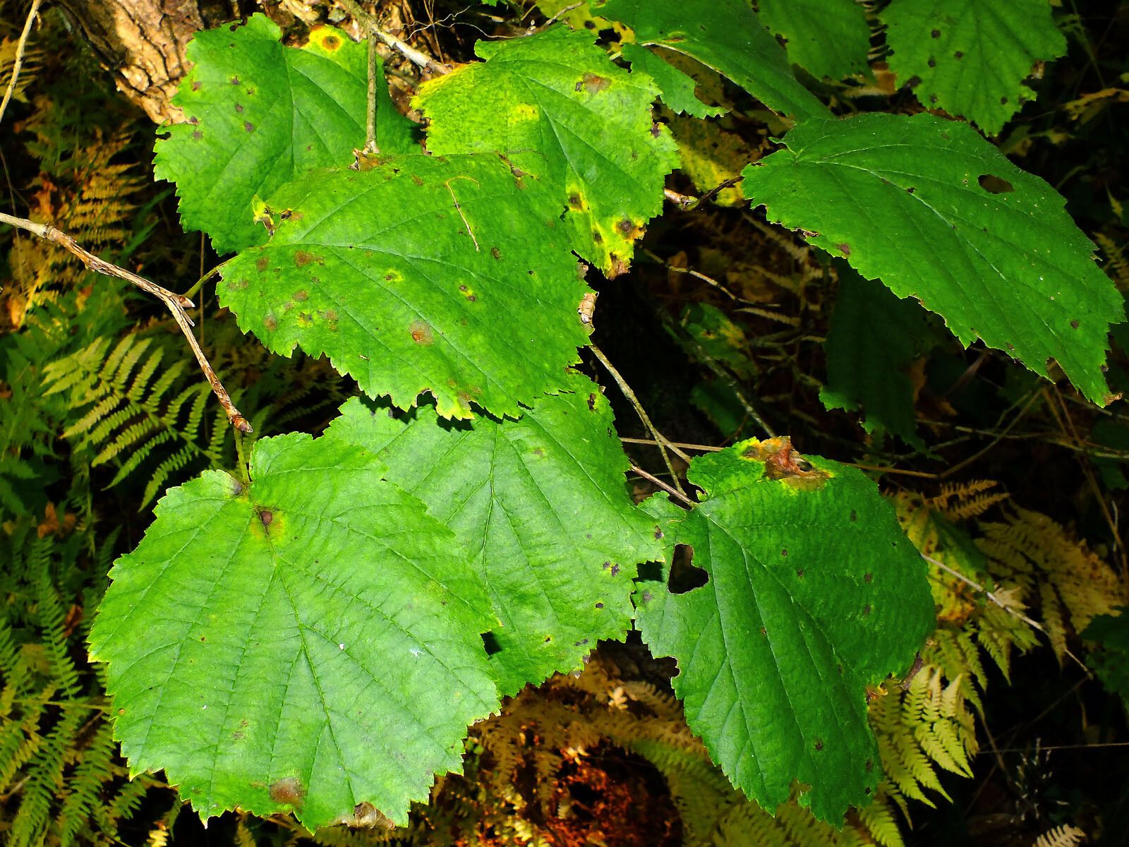 Observation: Corylus colurna L. (Andrzej Konstantynowicz Oct 8, 2022 ...