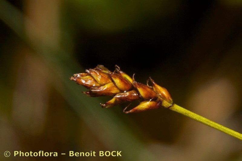 Taken Aug 15, 2014 by Photoflora - Benoit BOCK (©)