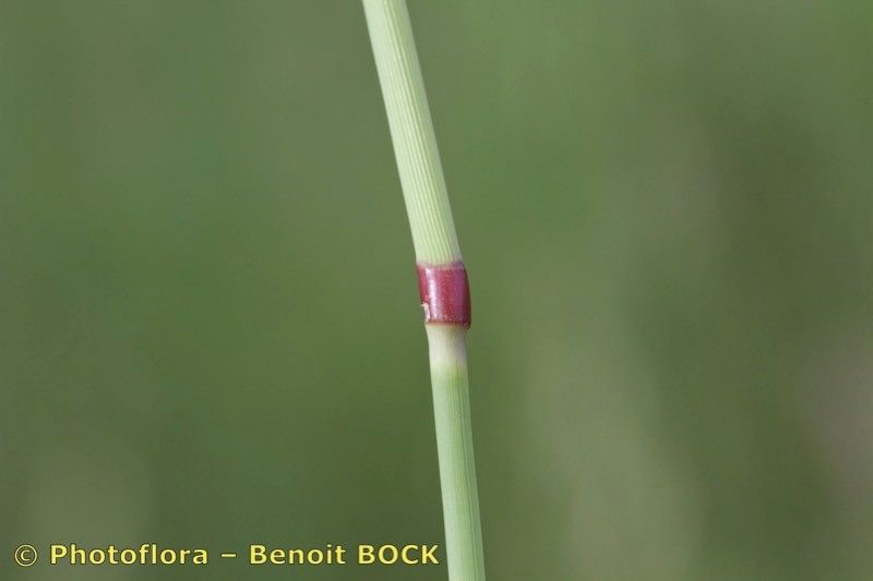 Taken May 15, 2017 by Photoflora - Benoit BOCK (©)