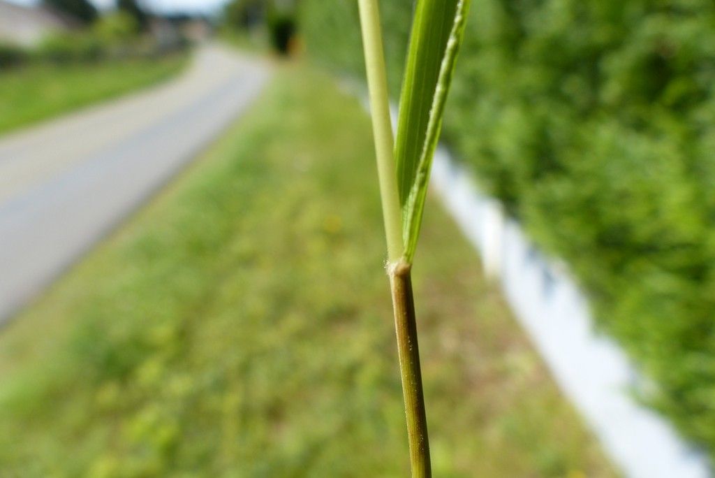 Taken Jul 7, 2013 by Tela Botanica − Pascal BERGEOT (cc-by-sa)