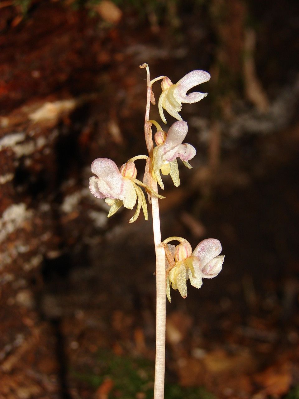 Taken Jul 7, 2012 by Tela Botanica − Paul Fabre (cc-by-sa)