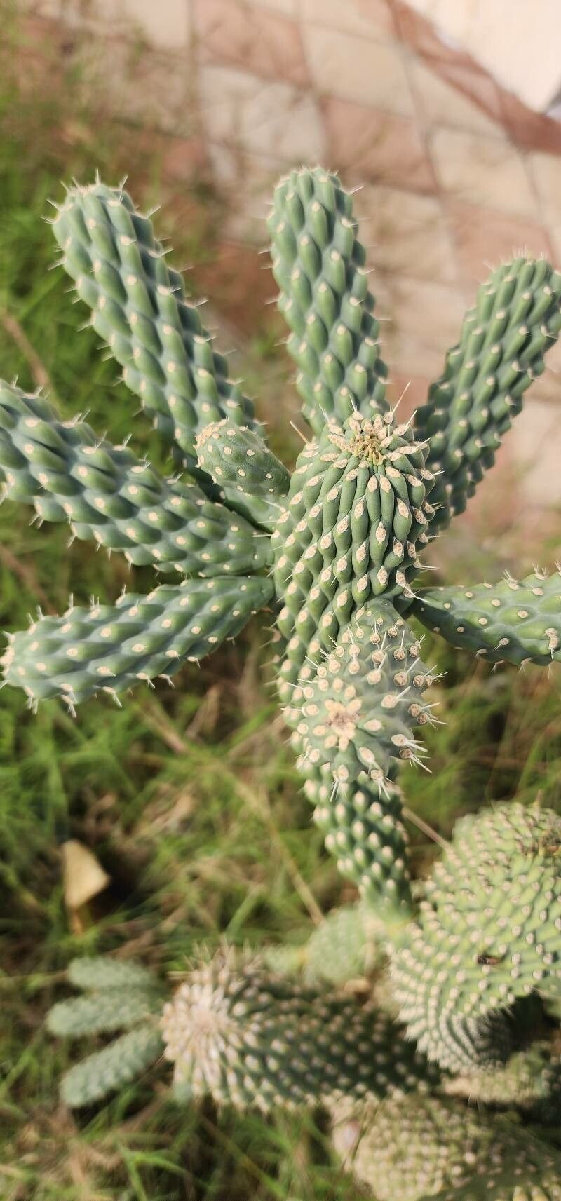 Cylindropuntia fulgida - Wikipedia