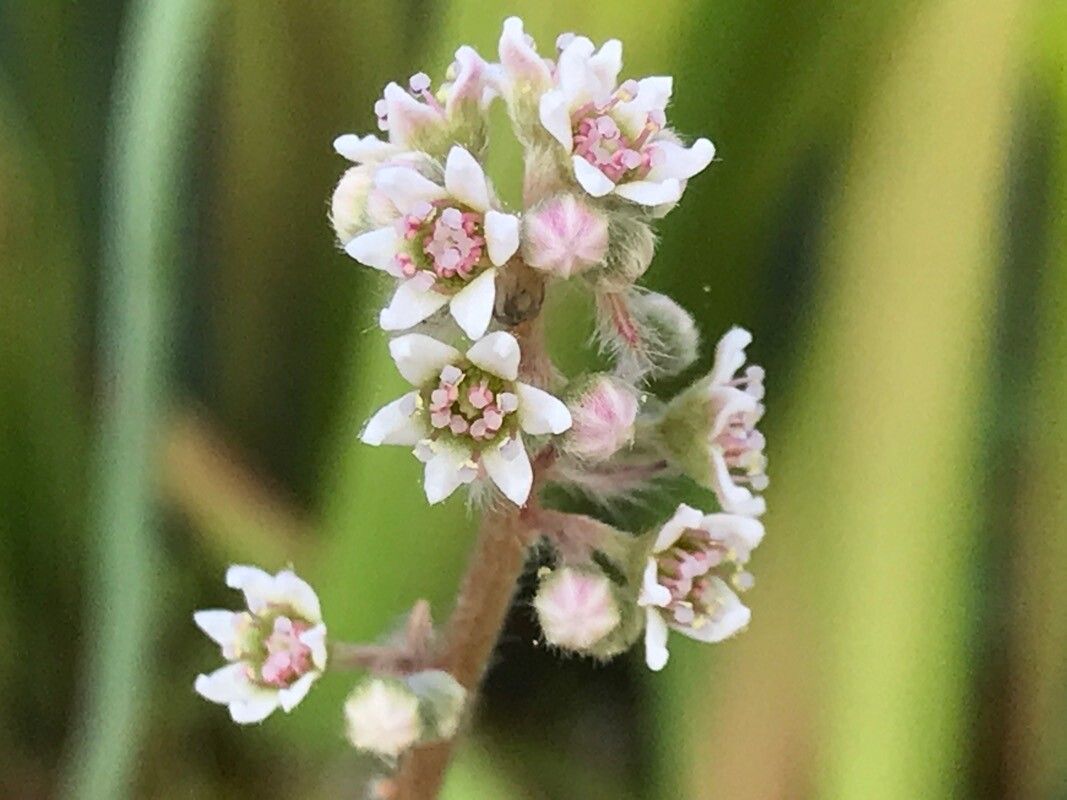 成長方法 Cephalotus follicularis | EarthOne 成長方法 Cephalotus follicularis | EarthOne