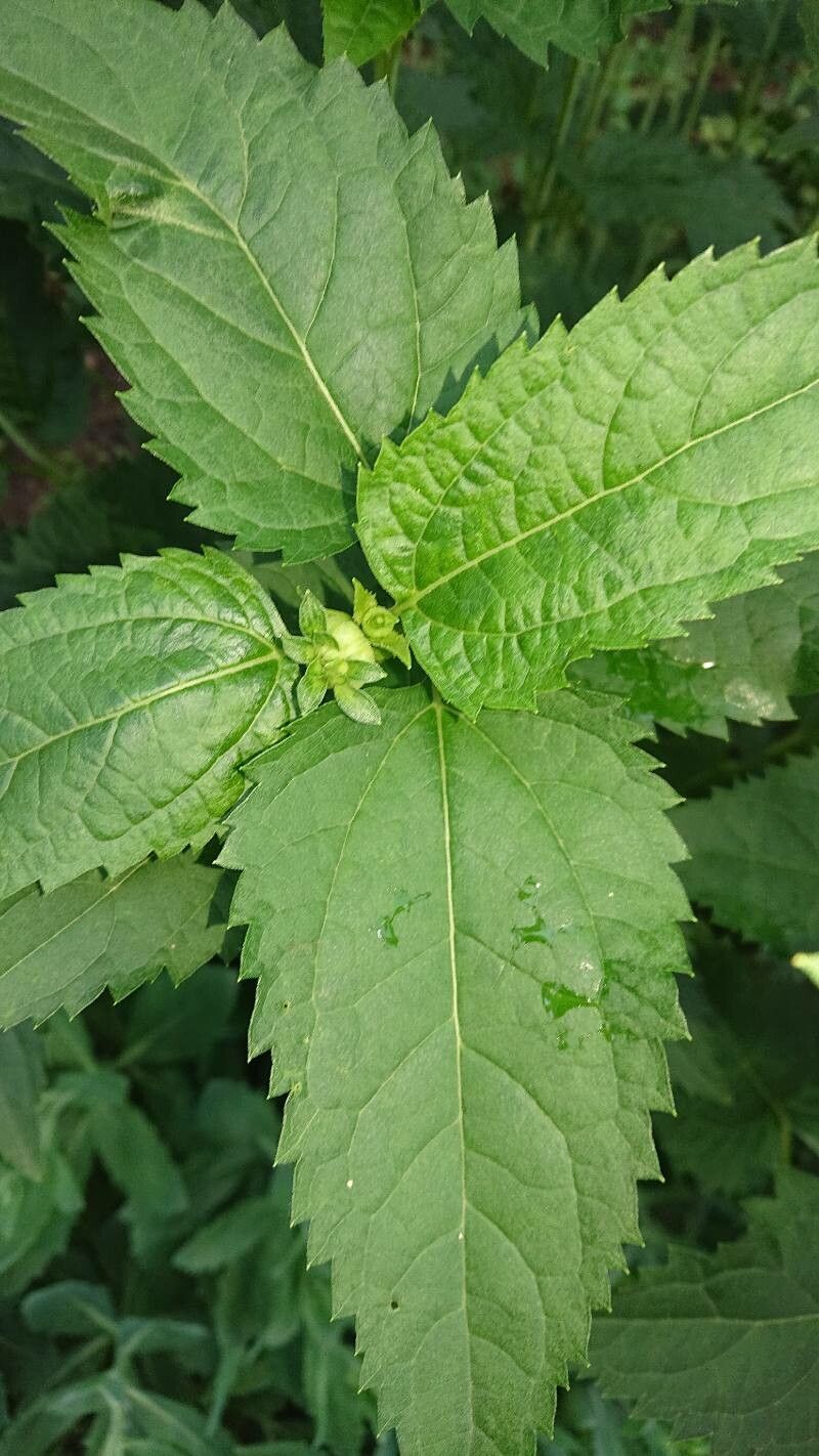 Heliopsis helianthoides (L.) Sweet