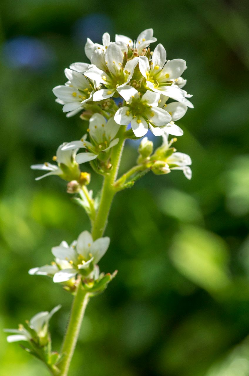 Taken Jun 23, 2014 by Tela Botanica − Jean-Jacques HOUDRÉ (cc-by-sa)