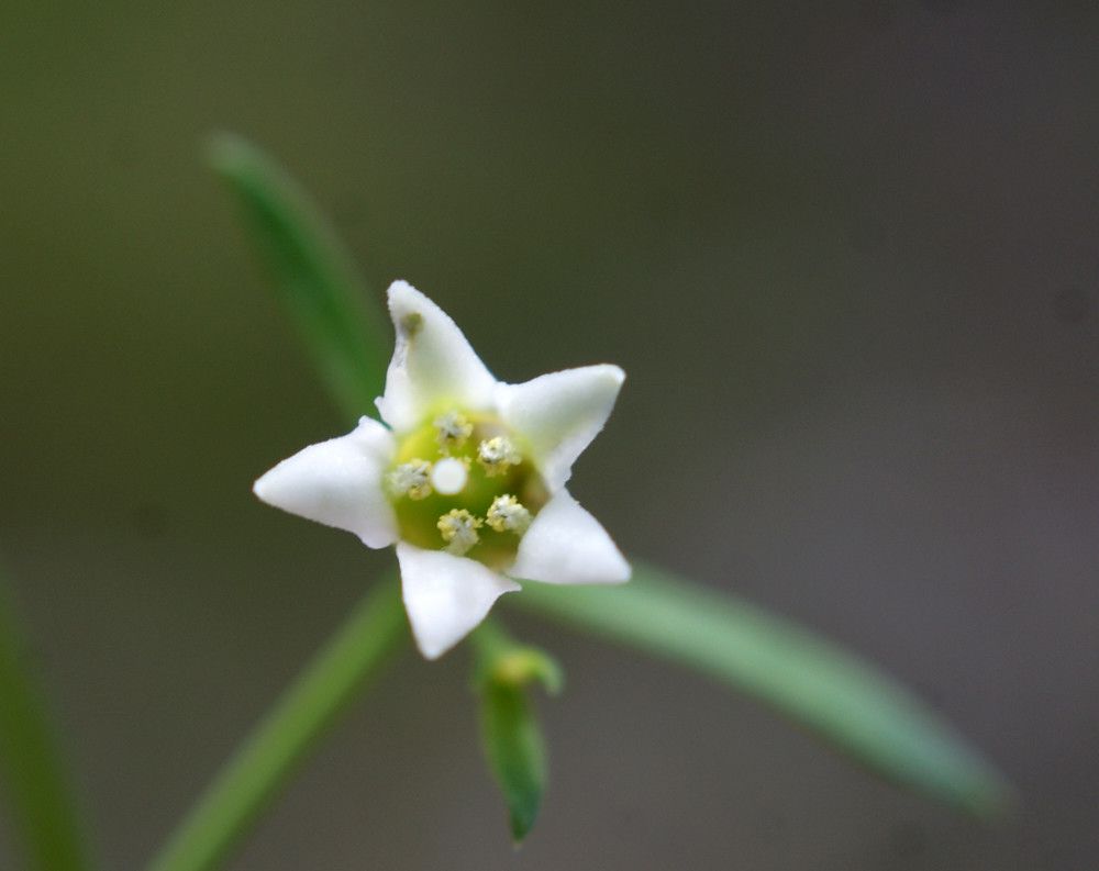 Taken Jul 10, 2014 by Tela Botanica − Liliane Roubaudi (cc-by-sa)