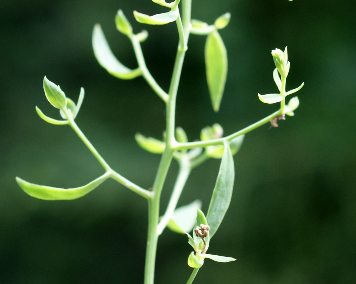 Taken Jul 10, 2014 by Tela Botanica − Liliane Roubaudi (cc-by-sa)