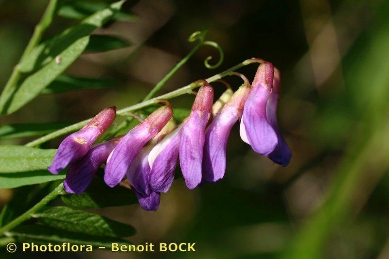 Taken Aug 15, 2006 by Photoflora - Benoit BOCK (©)