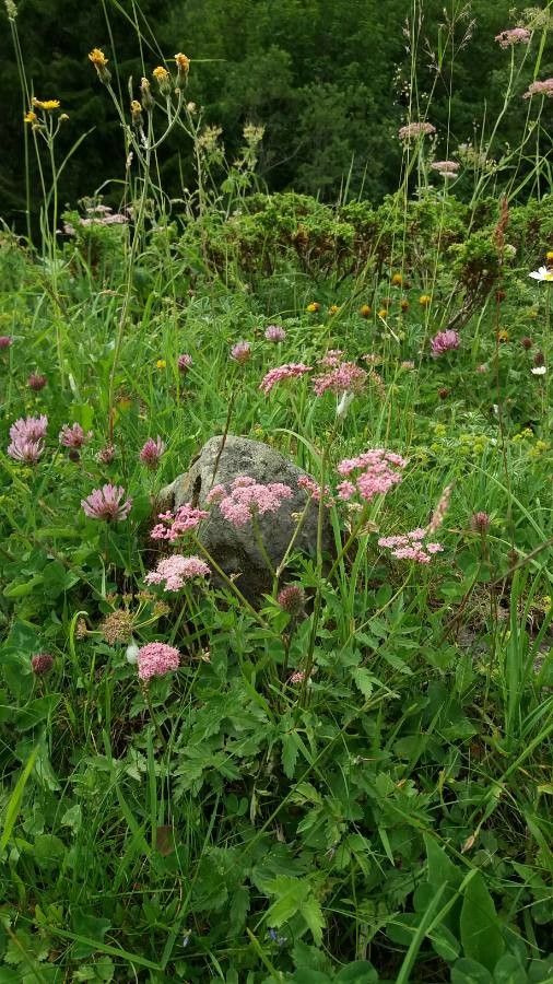 Greater burnet-saxifrage