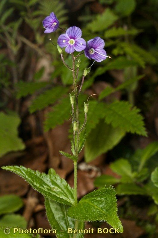 Taken Jul 15, 2011 by Photoflora - Benoit BOCK (©)