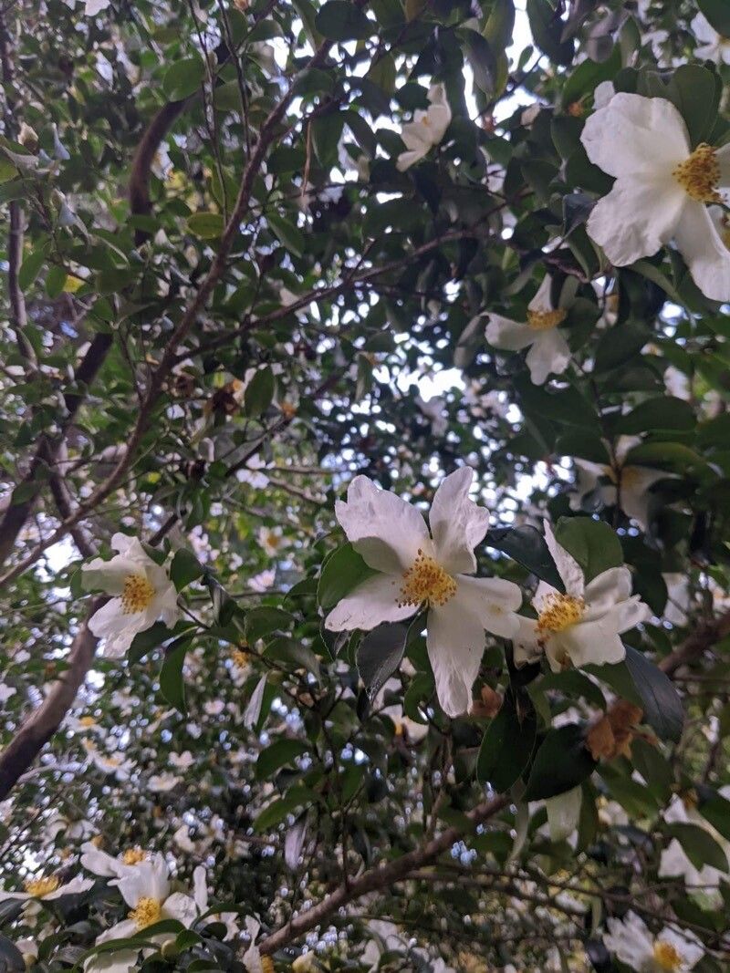 Camellia oleifera Abel, Sasanqua camellia (World flora) - Pl@ntNet identify