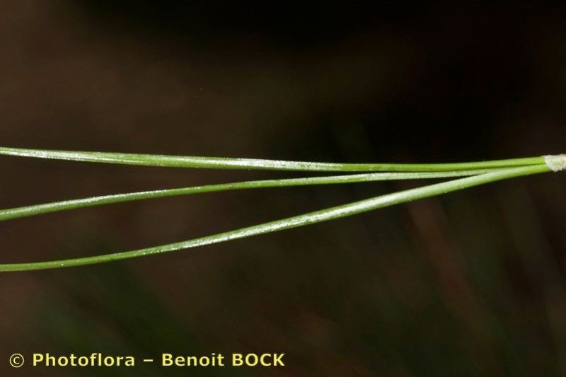 Taken Jul 15, 2016 by Photoflora - Benoit BOCK (©)