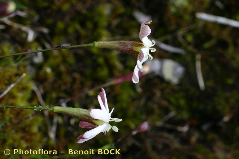 Taken Jul 15, 2004 by Photoflora - Benoit BOCK (©)