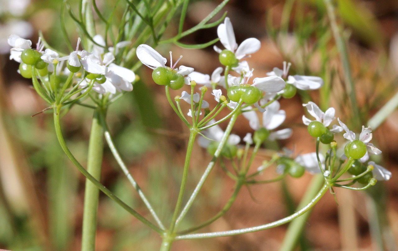 Taken Jun 5, 2014 by Tela Botanica − Marie PORTAS (cc-by-sa)