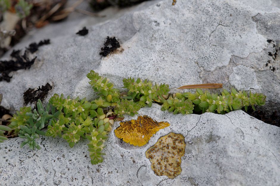 Taken Mar 31, 2014 by Tela Botanica − Jame LAGARRIGUE (cc-by-sa)