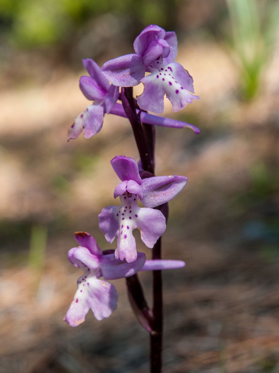 Orchis Anatolica Boiss 東地中海 Pl Ntnet Identify