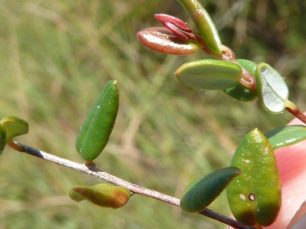 Taken Jul 12, 2012 by Tela Botanica − Bruno STIEN (cc-by-sa)