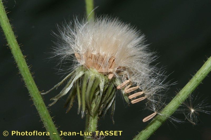 Taken Jul 15, 2007 by Photoflora - Jean-Luc TASSET (©)